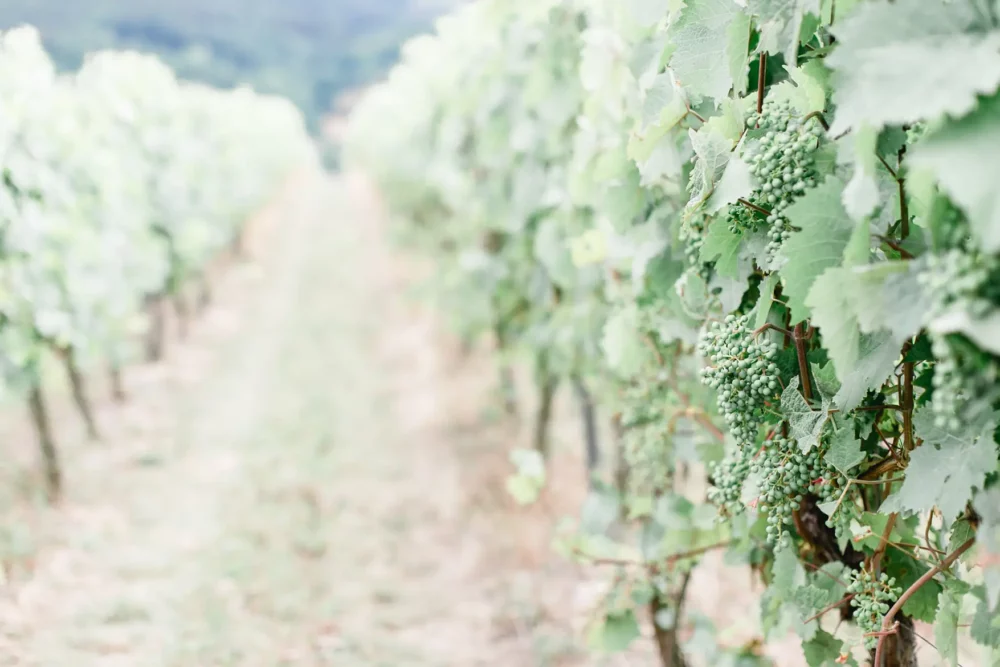 Hochzeitsfotografie im Weinberg zur Hochzeit bei Würzburg nahe Winzerhof Stahl