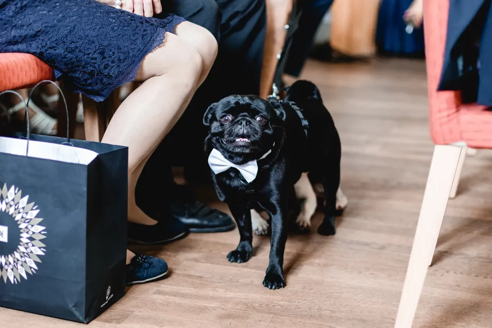 Fliege für Hund zur Hochzeit mit Fotograf im Standesamt Schwabach und Feier im Gwächshaus Nürnberg