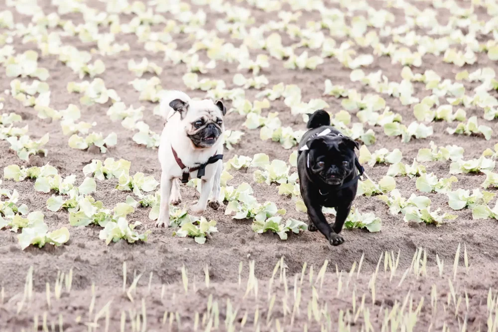 Hochzeit mit Hund & Fotograf in Nürnberg in Hochzeitslocation Gwächshaus Jäger
